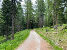 Stazerwald